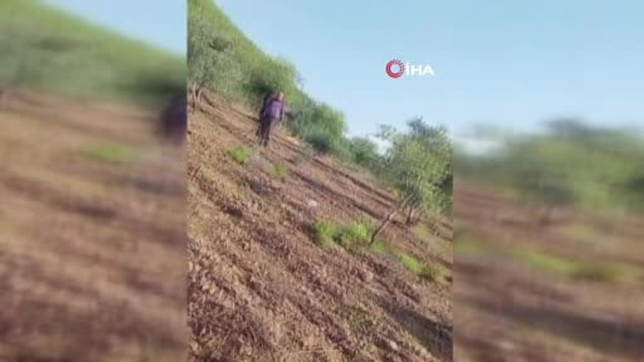 Zeytin arazisi kavgasında amca yeğenini ayağından vurdu