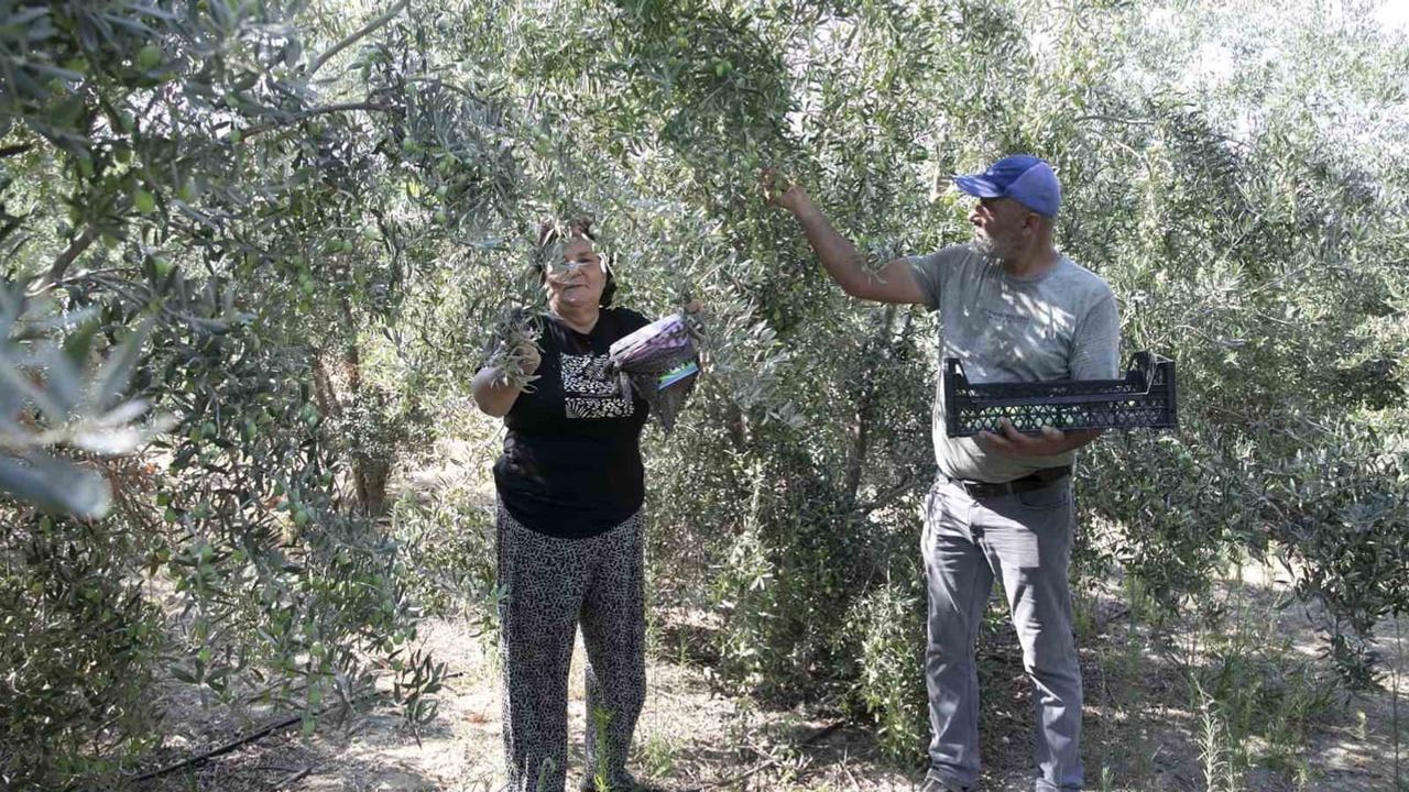 zeytin fideleri meyve verdi: Karaisalı'da ilk hasat sevincı