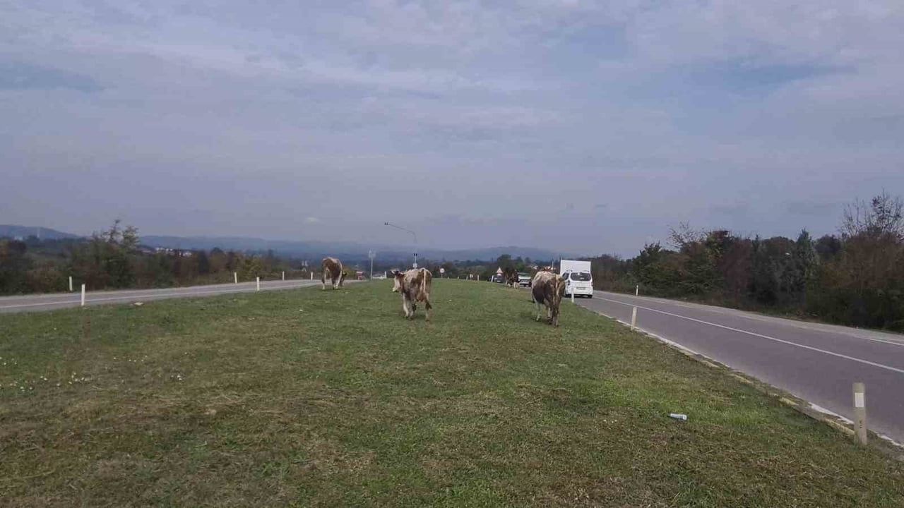 Zonguldak kara yolunda başıboş hayvanlar sürücüleri tehdit ediyor