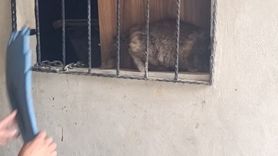 Antakya'da demir korkuluklara sıkışan kedi itfaiye tarafından kurtarıldı