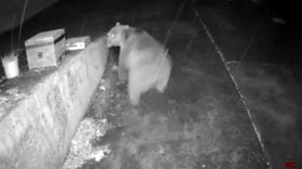 Kama Yaylası'nda güvenlik anonsu ayının kaçmasına neden oldu