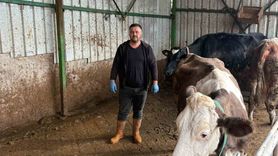 Yenişehir'de şap hastalığı: Üretici Aytaç Afşar 180 bin liralık büyükbaşını kesime göndermek zorunda kaldı