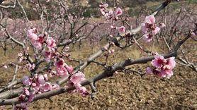 Bursa'da yangından kurtulan şeftali bahçeleri pembe çiçeklerle umut veriyor