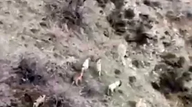 Çüngüş'te dağ keçileri sürü halinde görüntülendi