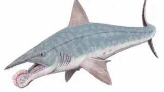 270 Milyon Yıl Önce Yaşayan Helicoprion: Testere Çeneli Efsanevi Köpek Balığı