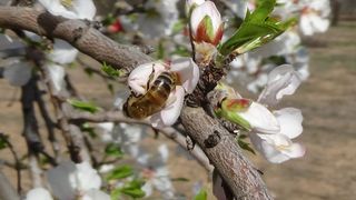 Mersin'de Badem Ağaçları Erken Çiçek Açtı