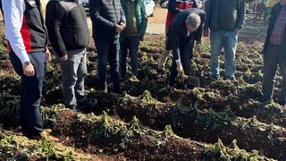 Adana'da Zirai Don Hasarı Tespit Çalışmaları Devam Ediyor