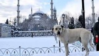 İstanbul Valisi'nden Uyarı: Uçuşlar İptal, Okul Tatili İhtimali Gündemde