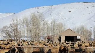 Bayburt'ta Besicilerin Kış Mücadelesi Devam Ediyor