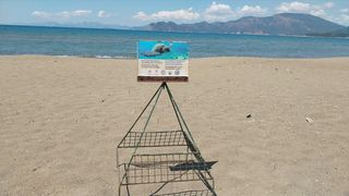 İztuzu Plajı'ndaki Caretta Caretta Yuva Sayısı 10'a Ulaştı