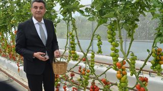 Kocaeli'de Volkanik Cüruf ile Topraksız Tarım Projesinde Domates Hasadı Başladı