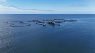 Ordu'da Üretilen Türk Somonunun Ekonomiye Katkısı 1 Milyar Lira Bekleniyor