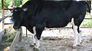 Osmaniye'de Kurbanlık 1,2 Tonluk Boğa Satışa Sunuldu