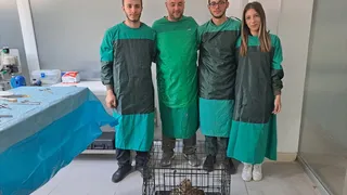 Sakarya'da Kanadı Ampute Edilen Puhu Kuşu Koruma Altına Alındı