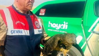 Şanlıurfa'da Yaralı Kızıl Şahin Tedavi Ediliyor