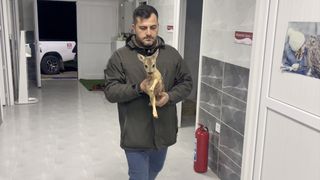 Sinop'ta Yavru Karaca Koruma Altına Alındı