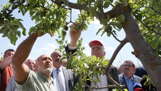 TZOB Genel Başkanı Bayraktar, Çorum'da Dondan Etkilenen Meyve Bahçelerini İnceledi