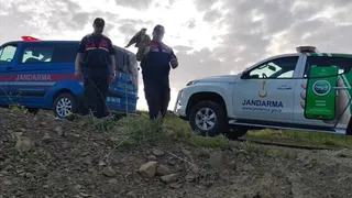 Yozgat'ta Yaralı Şahin Jandarma Ekipleri Tarafından Tedavi Altına Alındı