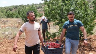 Mardin'de Napolyon Kirazı Hasadı Devam Ediyor