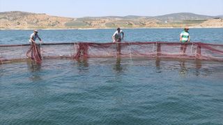 Yozgat'ta Üretilen Türk Somonu ve Alabalıklar İhraç Ediliyor