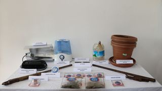 Tunceli'de evinde kenevir yetiştirdiği belirlenen zanlı gözaltına alındı