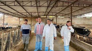 Aydın'da şapla mücadele: 565 bin 687 doz aşı uygulandı, tüm hayvanlar Sat-1 suşuyla aşılandı