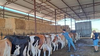 Bozdoğan’da şap tedbirleri: Hayvanların otlatılması, nakli ve dışkı taşınması durduruldu