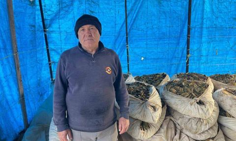 Buldan Türlübey'de Hasadı Tamamlanan Tütünler Kolilenip Satışa Hazırlanıyor