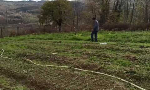 Devrek’te salep fidelerinin dikimine başlandı: Musa ve Emine Abalı örneği