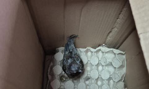 Düzce'de yol kenarında bulunan kumruya duyarlı müdahale: Vatandaş kuşu veterinere teslim etti