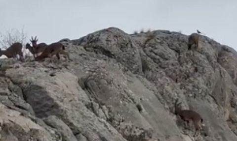 Elazığ Harput’ta Nesli Koruma Altındaki Yaban Keçileri Sürü Halinde Görüntülendi