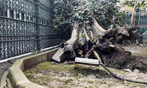 Eyüp Sultan Camii avlusunda ağaç devrildi; kimsenin olmaması olası facianın önüne geçti