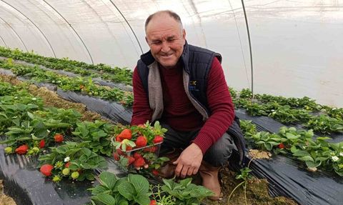 Köprübaşı'nda kış çileği sezonu: Kilosu 200 TL'den alıcı buluyor