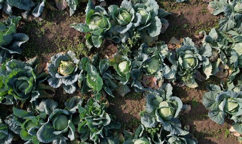 Sakarya'da beyaz lahana hasadı sürüyor: Tarladan pazara fiyat farkı dikkat çekiyor