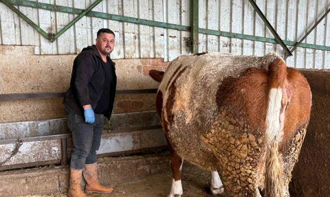 Yenişehir'de şap hastalığı sönüyor, üreticiler destek bekliyor