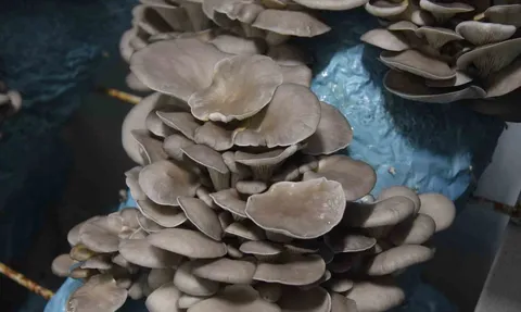 Avukat Girişimci Salih Günaydın, Antalya Aksu'da Günde 500–1000 kg İstiridye Mantarı Üretiyor