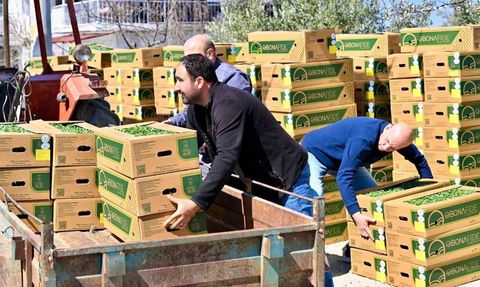 Gördes Çiğiller Mahallesi'ne 73 bin domates fidesi yüzde 75 hibeyle verildi