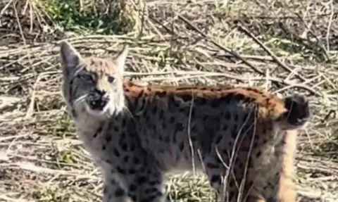 Sivas'ta nesli tehlike altındaki 'ormanın hayaleti' vaşak cep telefonu kamerasında