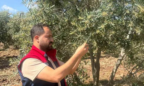 Didim’de 2026 zeytin ve zeytinyağı rekoltesi için verim tespit çalışmaları başladı