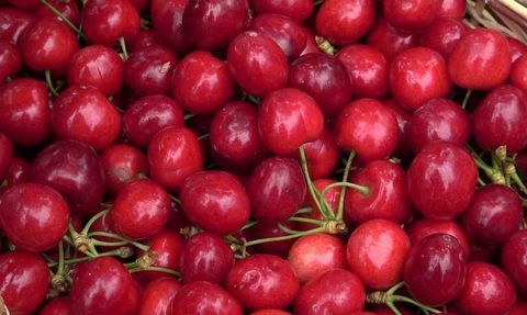Amasya’da dalları kiraz bastı, bu yıl 50 bin ton rekolte bekleniyor