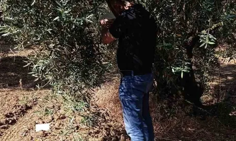 Balıkesir'de zeytin sineğine karşı entegre mücadele hız kesmiyor