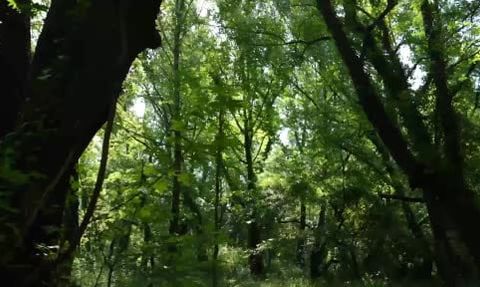 Muğla'da sığla ormanlarından 1 ton yağ hedefleniyor
