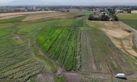 Ağrı'da hibeli fidelerle kurduğu bostan köyün doğrudan satış adresi oldu