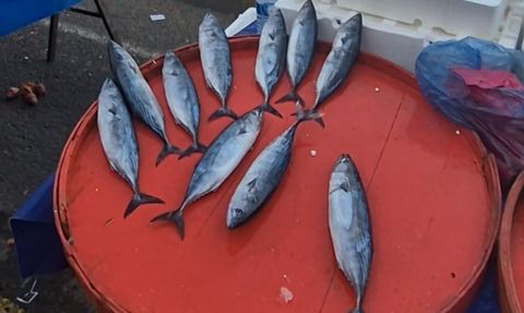 Perşembe pazarında palamut hareketliliği: tanesi 75 liraya kadar geriledi
