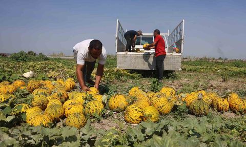 tarla kilosu 10 TL, üretici kavurucu sıcakta ekmek derdinde