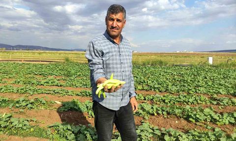 Araban'da turşuluk acur tarladan pazarın gözdesi oldu
