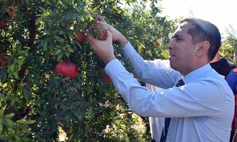 Dalyan'da nar bereketi iç ve dış pazara taşınıyor