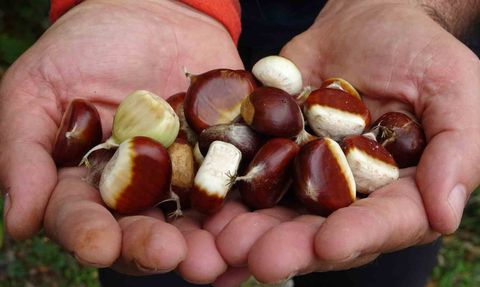 Kastamonu'da kuzu kestanesi rekolteyi canlandırdı, kilogramı 250-350 lira arasında alıcı buluyor