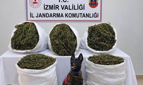 Tire’de jandarma operasyonu Yeğenli’de sonuç verdi: 54 kilo 800 gram esrar ele geçirildi