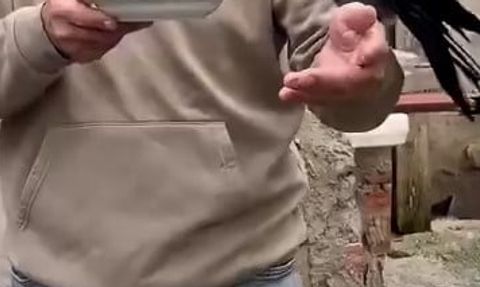 Uzun yolun yol arkadaşı: dört yıldır eliyle balık yediren karga